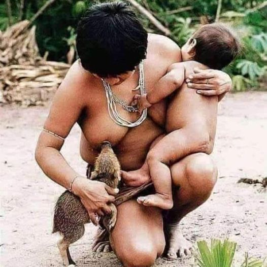 An Indian from the Amazon tribe Guajá feeds a Caititu (a type of wild pig)