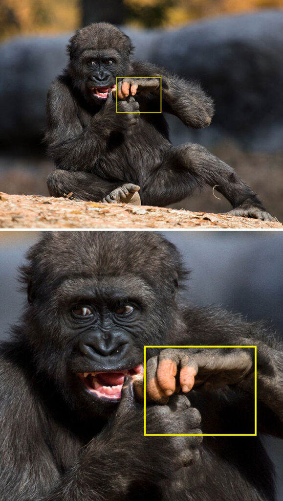 Gorilla missing pigmentation on fingers shows how human-like they are
