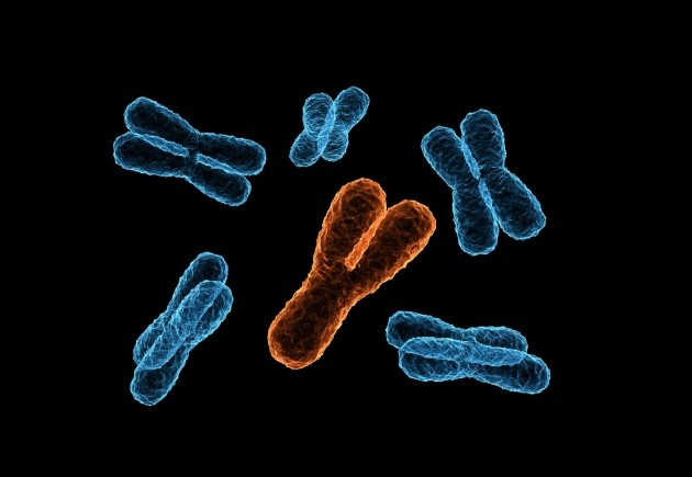The Y Chromosome Is Slowly Vanishing. A New Sex Gene Could Be The Future of Men