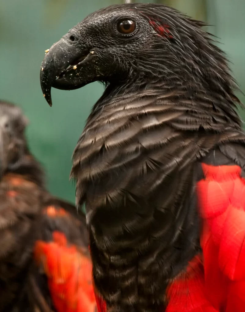 Meet the Dracula Parrot, the most metal bird on the planet
