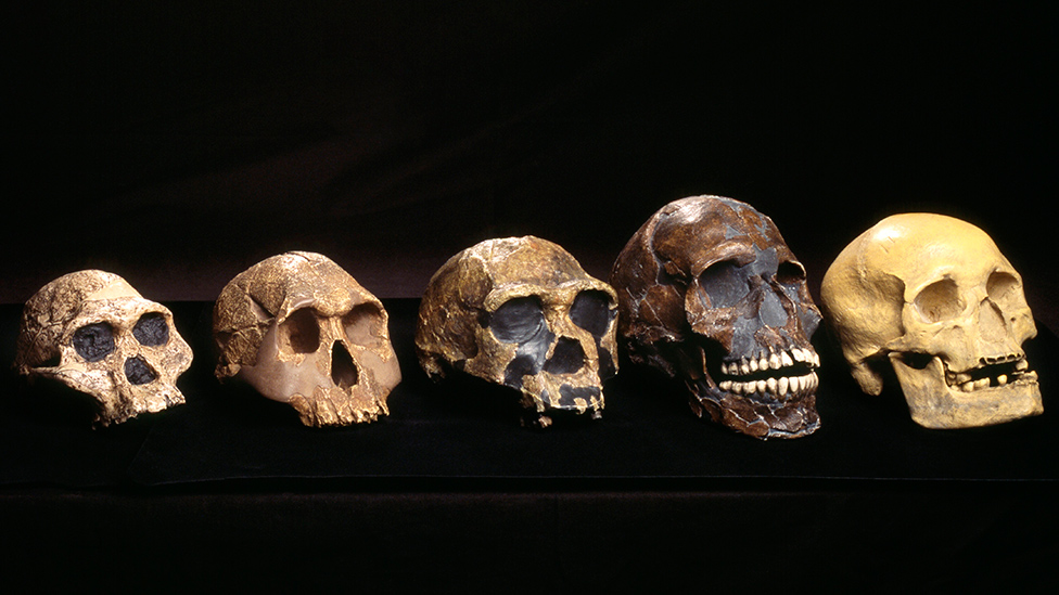 Some West Africans Have DNA Not Linked To Any Known Human Ancestor